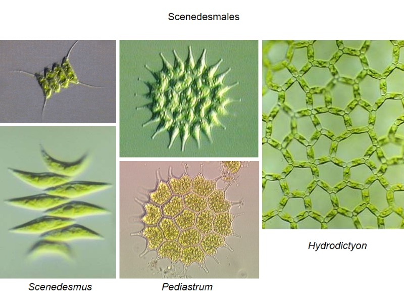 Scenedesmales  Hydrodictyon Pediastrum Scenedesmus